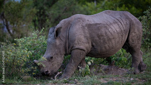 White rhino calf in the wild