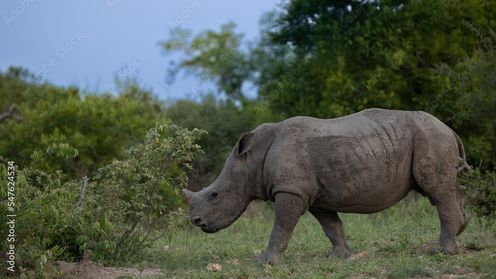 Fototapeta premium a young white rhino calf