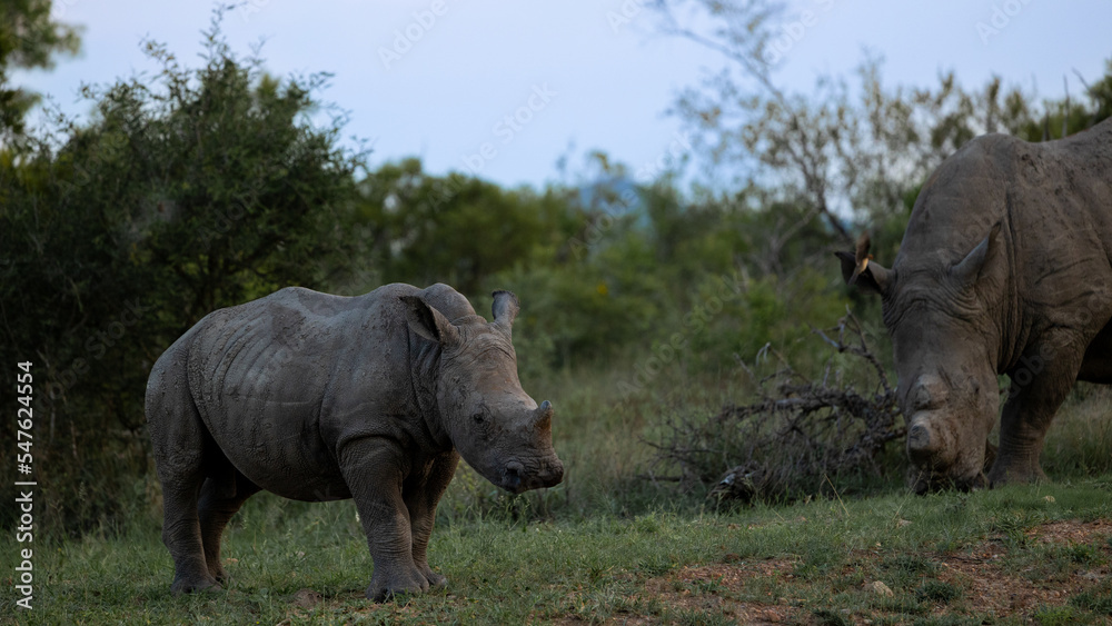 a young white rhino calf a young white rhino calf