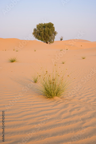 Green plant and tree in the desert of the United Arab Emirates, desert landscape, sand dunes, natural environment