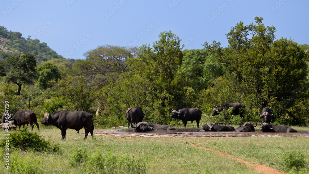 herd of buffalo at a waterhole