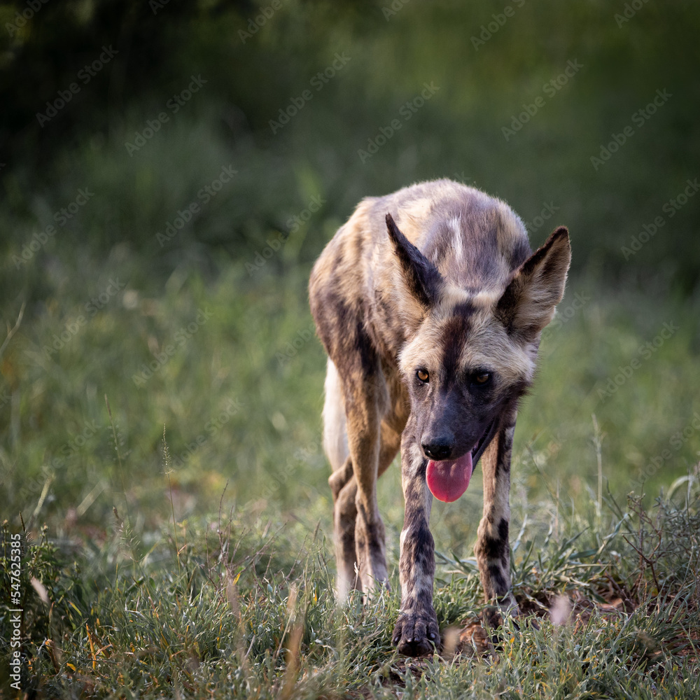 Fototapeta premium Portrait of an African wild dog