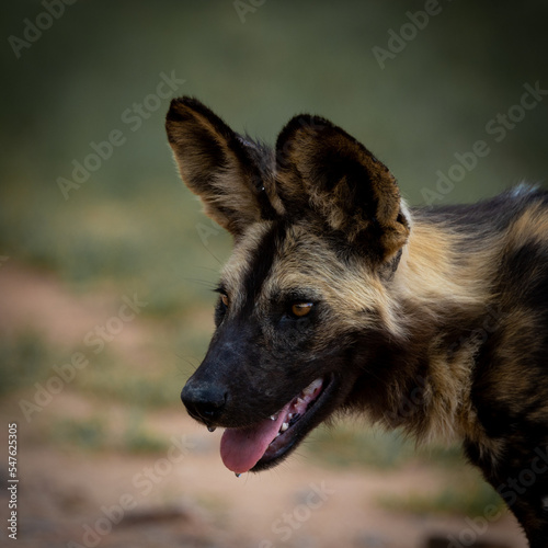 Portrait of an African wild dog