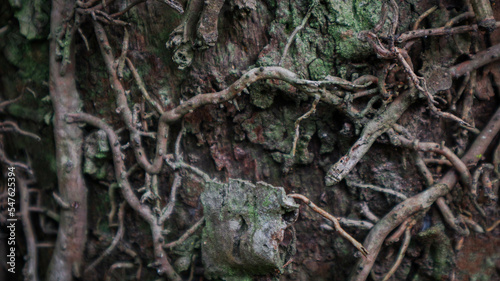 Old roots background with green moss