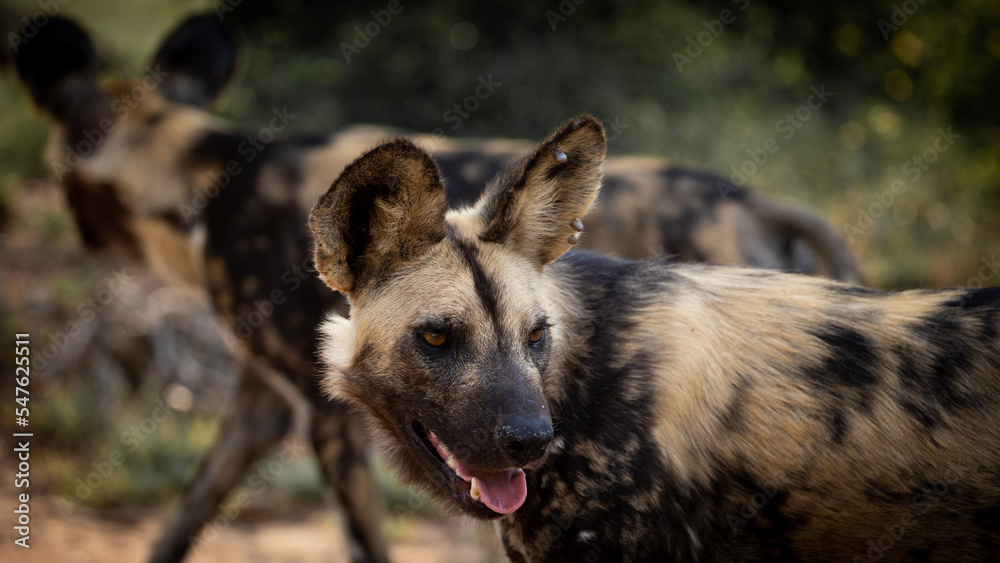 Portrait of an African wild dog Portrait of an African wild dog