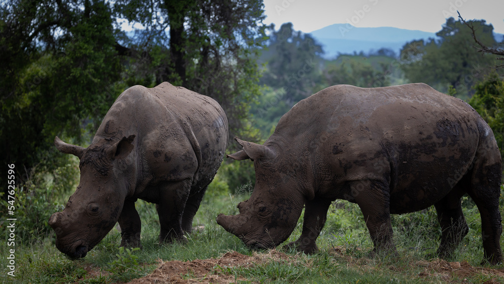 two white rhinos grazing together two white rhinos grazing together