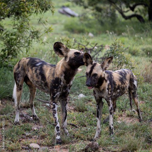 African wild dogs grooming each other