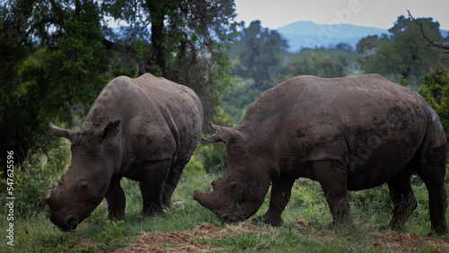 two white rhinos grazing together