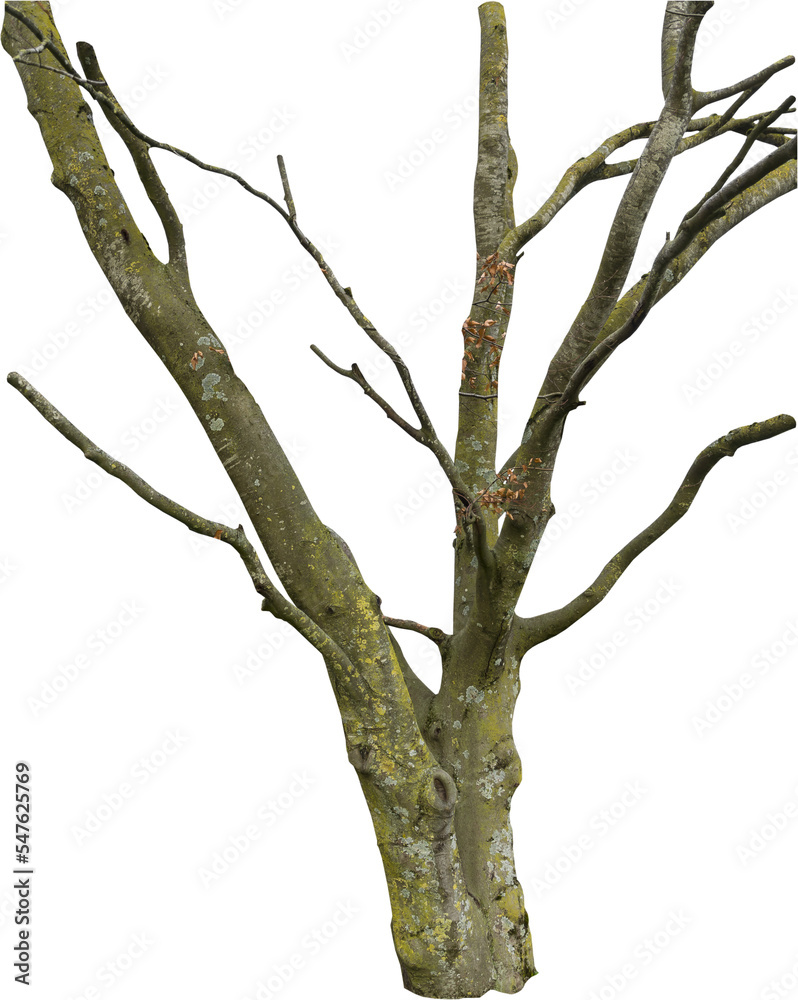 Fototapeta premium Isolated PNG cutout of a tree trunk on a transparent background