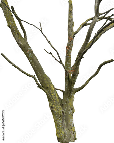 Isolated PNG cutout of a tree trunk on a transparent background