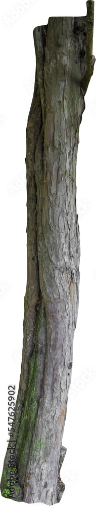Fototapeta premium Isolated PNG cutout of a tree trunk on a transparent background