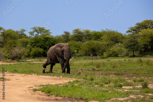 An African elephant making his way to the waterhole