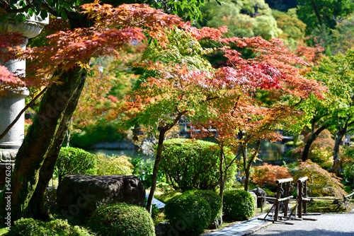 Eikando, Kyoto, where the autumn leaves have begun to change color. photo