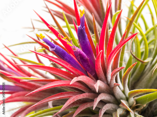 Tillandsia ionantha flower, purple, yellow, green, and white, bloom one time in rainy, close up, can use be background