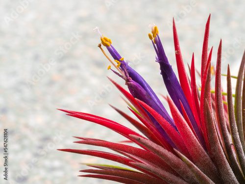 Tillandsia ionantha flower, purple, yellow, green, and white, bloom one time in rainy, close up, can use be background,with conner space