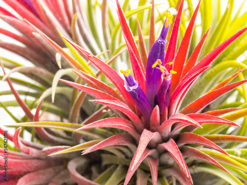 Tillandsia ionantha flower, purple, yellow, green, and white, bloom one time in rainy, close up, can use be background