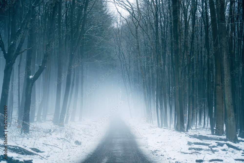 Naklejka premium Foggy forest in the winter