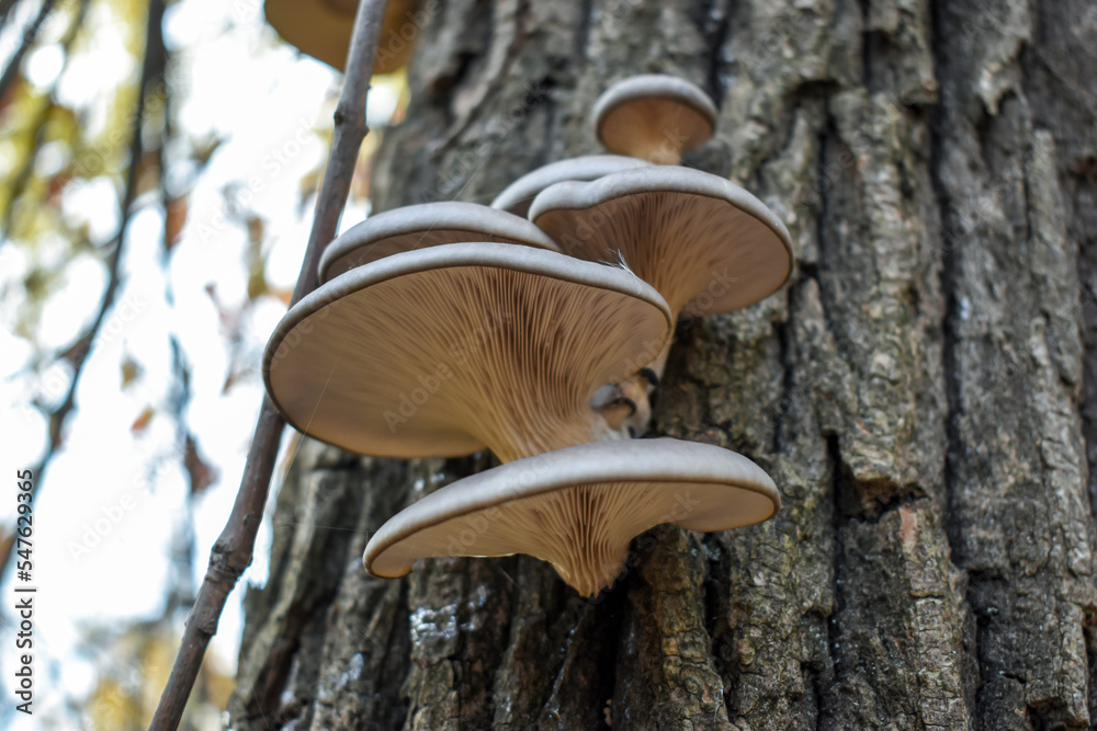 Fototapeta premium Hat of oyster mushroom and lamellar texture of mushrooms growing on the bark of a tree, view of the bottom
