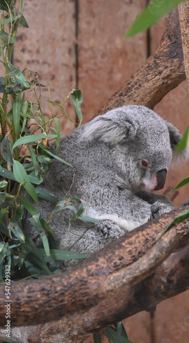 A koala on an eucalyptus tree