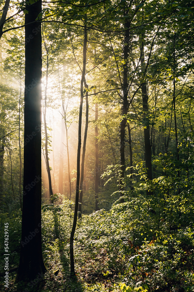 Sunbeams in the forest