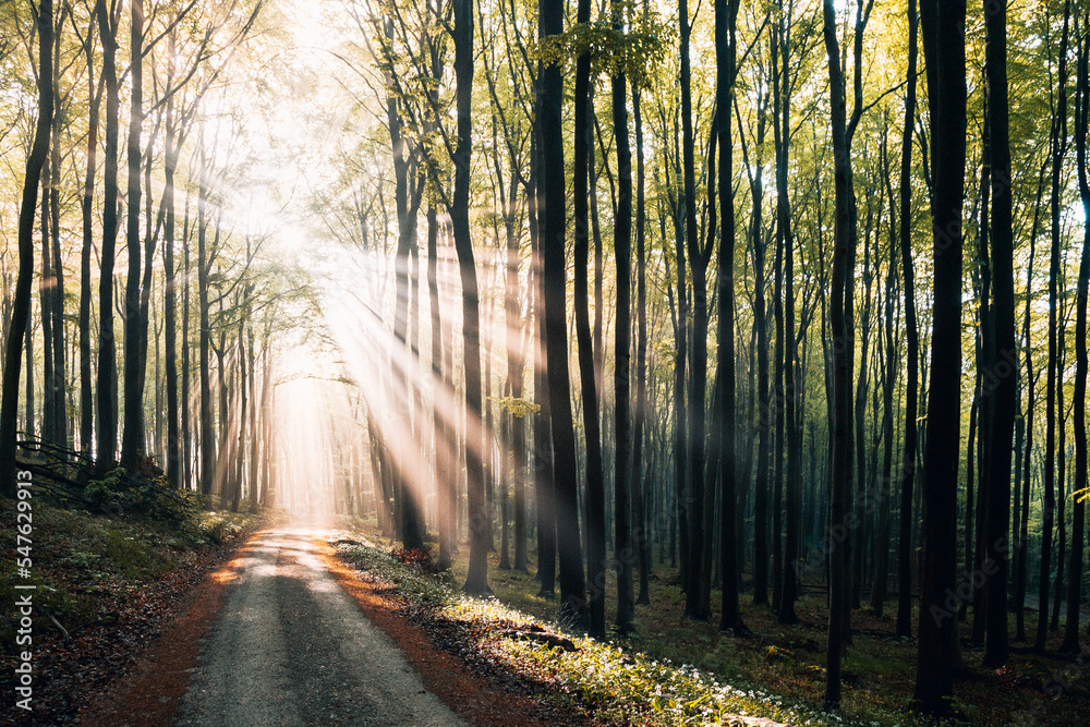 Sunrays in the forest Sunrays in the forest