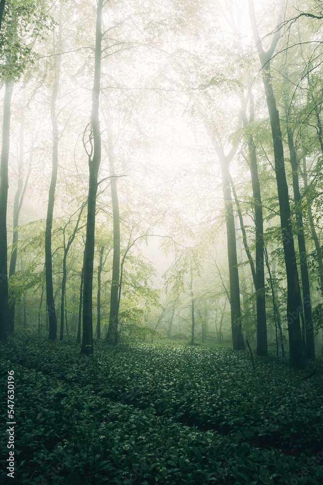 Fototapeta premium Foggy Forest in spring