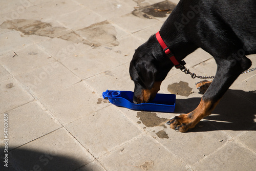 doberman puppy is drinking at the water trough. The dog is in the park and is thirsty. Concept pets and animals.