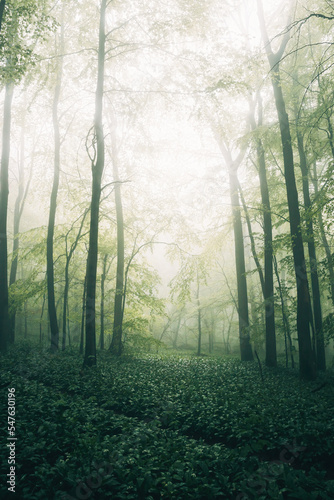 Foggy Forest in spring