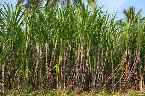 Sugarcane or sugar cane refer to several species and hybrids of tall perennial grasses in the genus Saccharum  tribe Andropogoneae  that are used for sugar production.