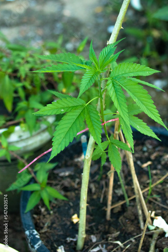 Beautiful background of green cannabis flowers A place for copy space