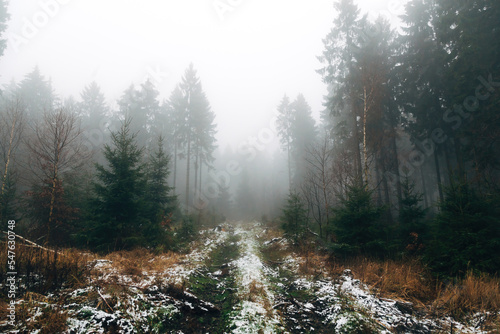 Moody forest in winter