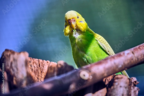 Wellensittich ( Melopsittacus undulatus ) . photo