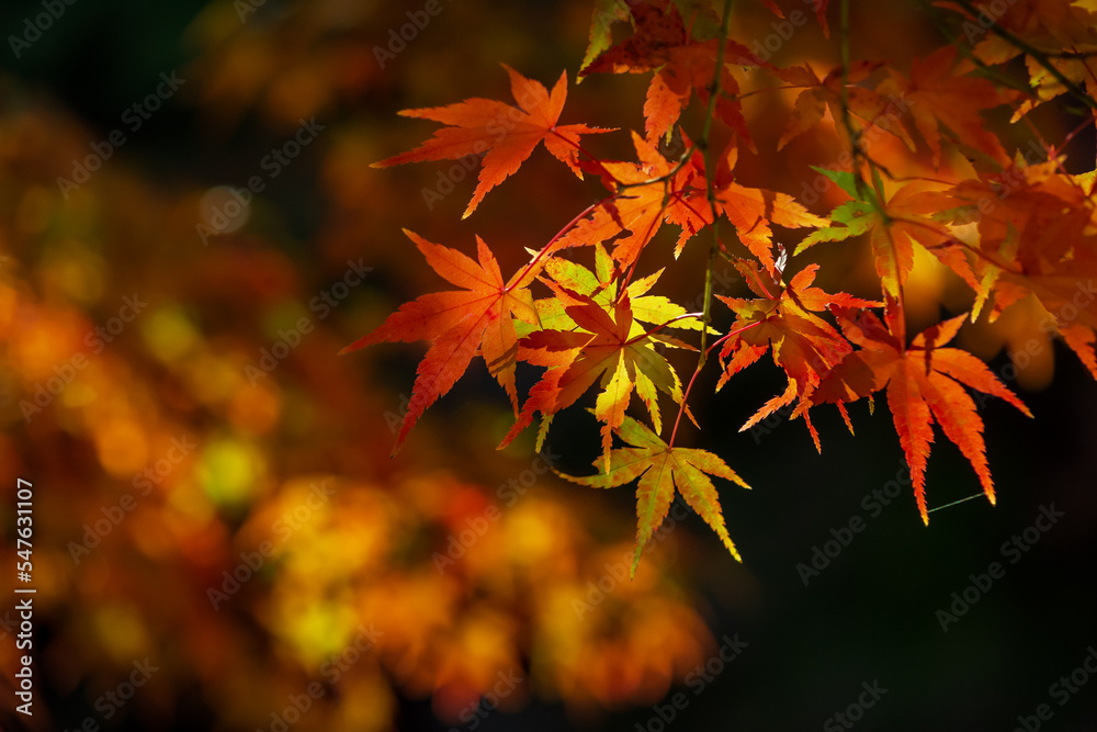 Japanese maple Japanese maple