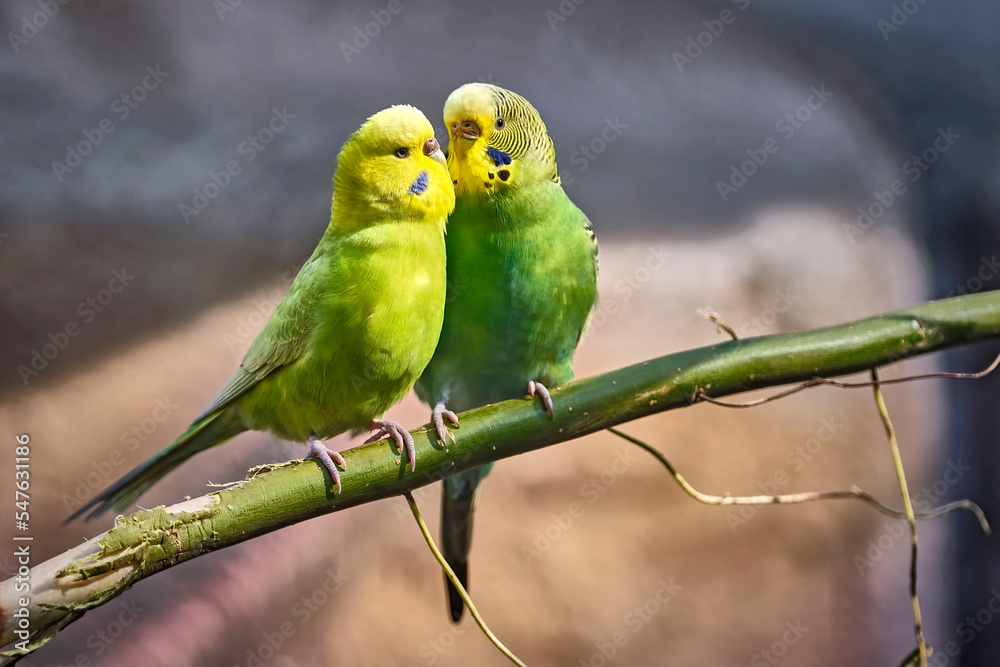 Fototapeta premium Wellensittich ( Melopsittacus undulatus ) .