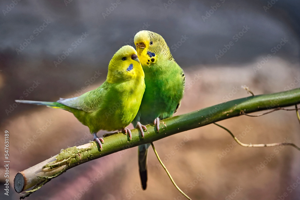 Fototapeta premium Wellensittich ( Melopsittacus undulatus ) .