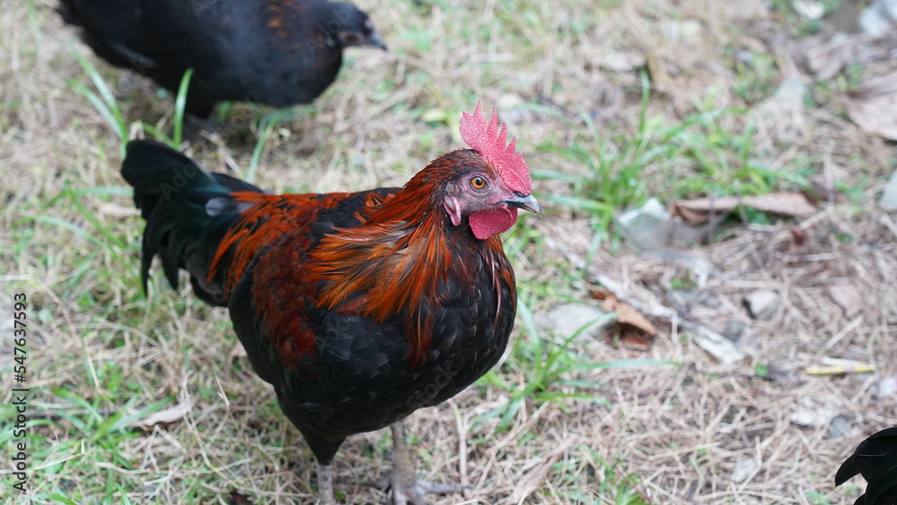 pretty rooster | Red Junglefowl | Gallus gallus | 红原鸡 | rooster on the grass	
