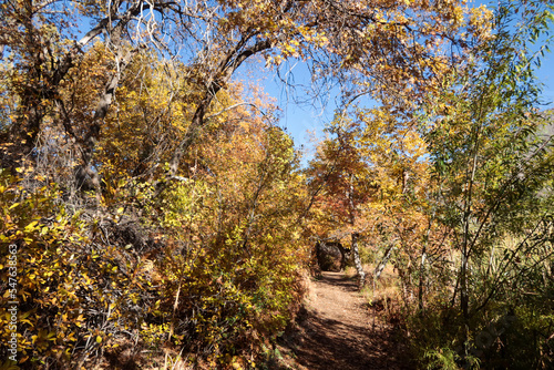Fototapeta Naklejka Na Ścianę i Meble -  Fall Yellow Colored Trees on a Path for Hiking and Exploring