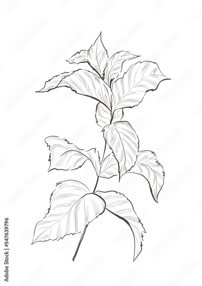 Watercolor illustration of pepper mint branch Watercolor illustration of pepper mint branch