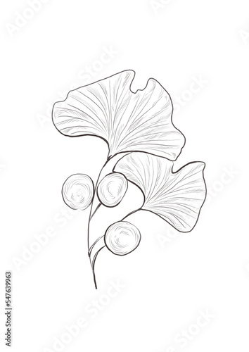 Watercolor illustration of ginkgo biloba plant