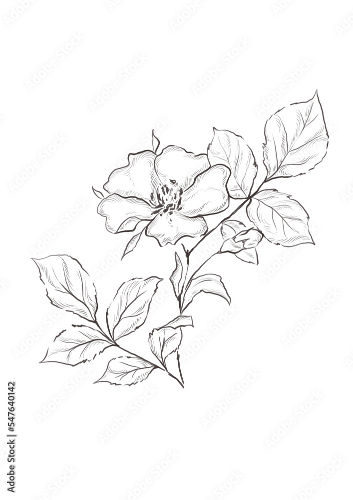 Watercolor illustration of rose-hip plant Watercolor illustration of rose-hip plant