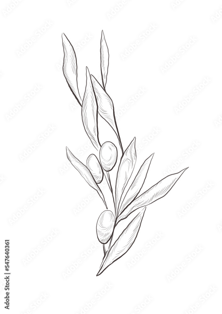 Fototapeta premium Watercolor illustration of olive tree branch