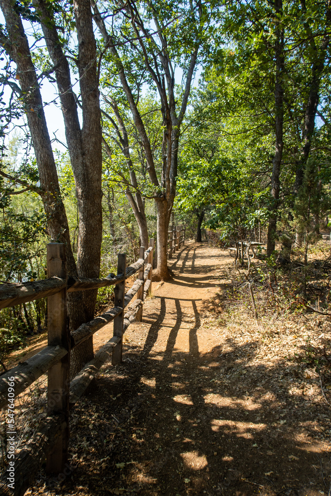 The Hiking Trail at Castle Crag California State Park with large pine trees along the Path The Hiking Trail at Castle Crag California State Park with large pine trees along the Path