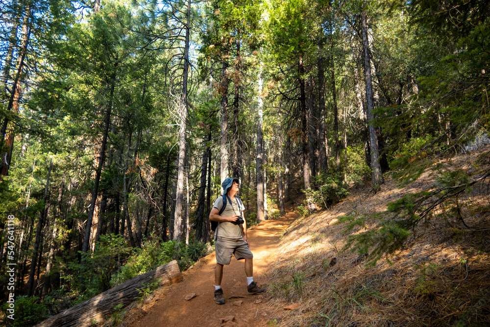 The Hiking Trail at Castle Crag California State Park with large pine trees along the Path with a Matuire man Exploring the Forest The Hiking Trail at Castle Crag California State Park with large pine trees along the Path with a Matuire man Exploring the Forest