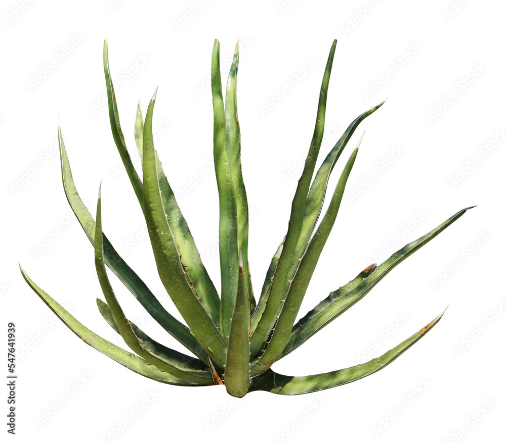 Fototapeta premium Beautiful green agave on white background. Succulent plant
