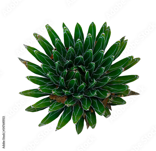 Beautiful green agave on white background  top view