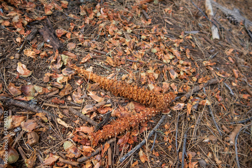 A Large Pinecone Chewed by animals in the Forest for food.