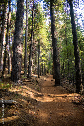 The Hiking Trail at Castle Crag California State Park with large pine trees along the Path