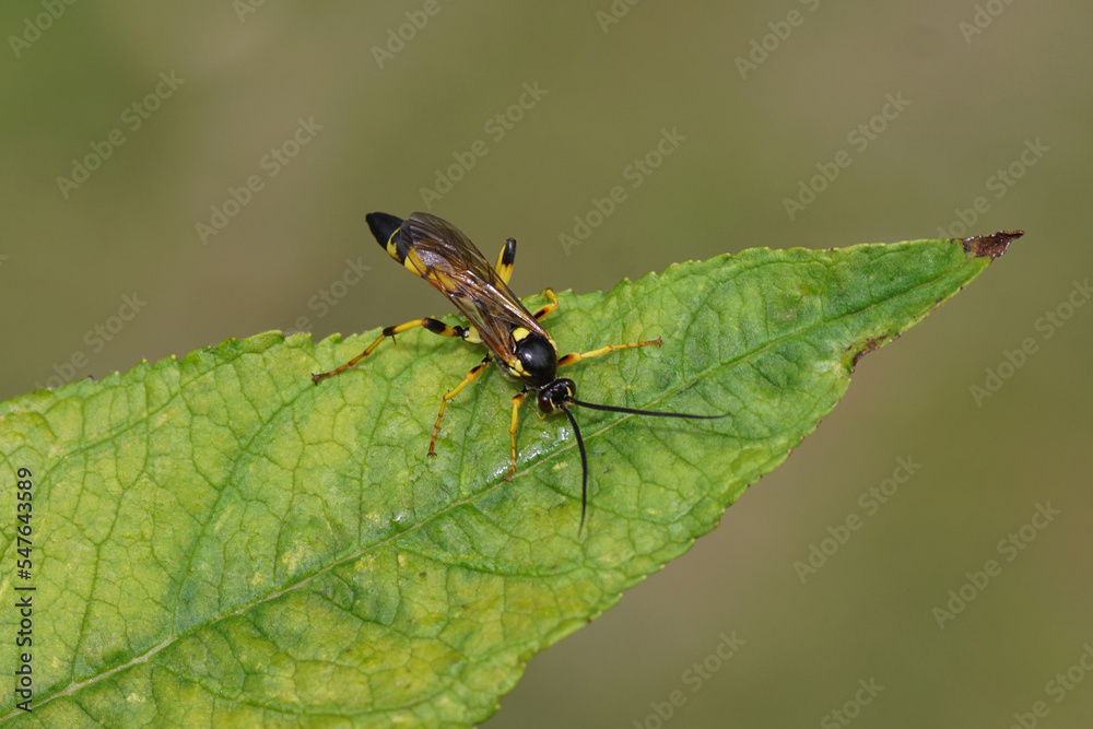 Close up male parasitic wasp Ichneumon xanthorius family ichneumon wasps or ichneumonids (Ichneumonidae) on a leaf. Dutch garden. Summer, July, Netherlands. Close up male parasitic wasp Ichneumon xanthorius family ichneumon wasps or ichneumonids (Ichneumonidae) on a leaf. Dutch garden. Summer, July, Netherlands.