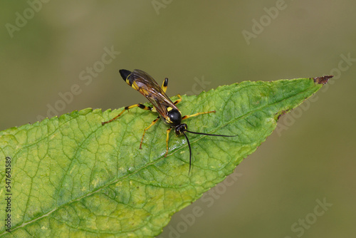 Close up male parasitic wasp Ichneumon xanthorius family ichneumon wasps or ichneumonids (Ichneumonidae) on a leaf. Dutch garden. Summer, July, Netherlands.