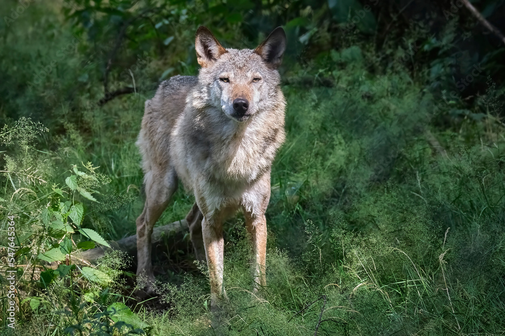 Fototapeta premium Europäischer Wolf ( Canis lupus ).